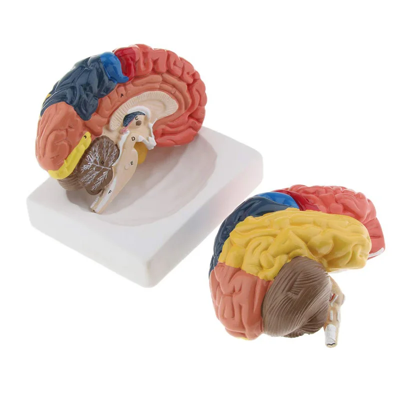 실물 크기 해부학 인간 뇌 모델, 해부학 의료 모델,  - Medical Lab Supplies 리뷰 및 가격