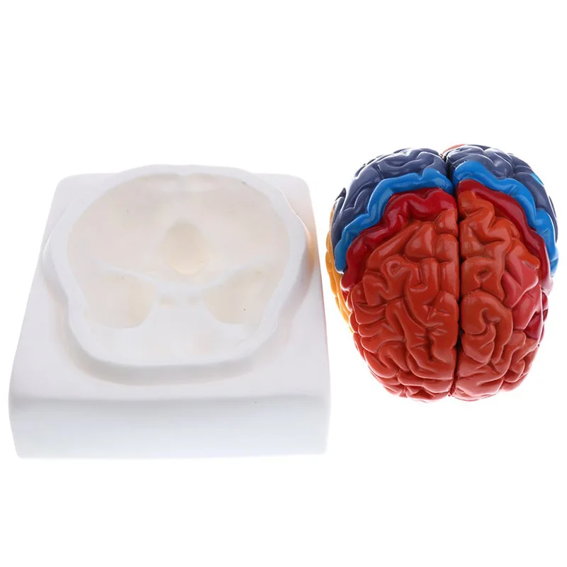 실물 크기 해부학 인간 뇌 모델, 해부학 의료 모델,  - Medical Lab Supplies 리뷰 및 가격