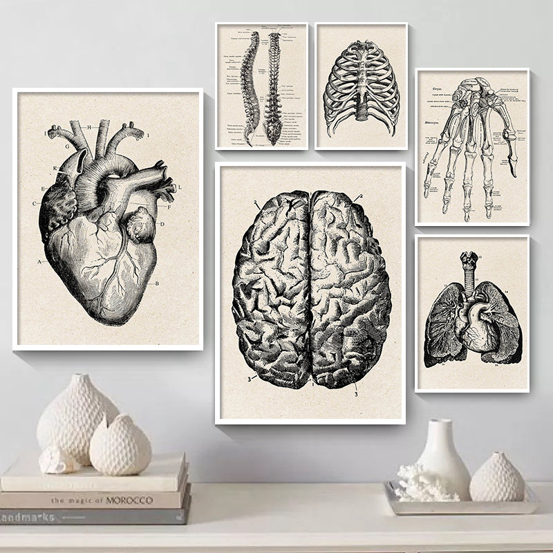 의료 해부학 아트워크 캔버스 아트 포스터, 빈티지 근골 - Medical Lab Posters 리뷰 및 가격